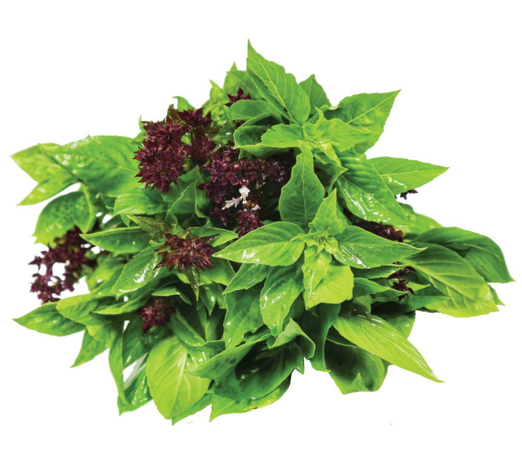 Sweet Basil