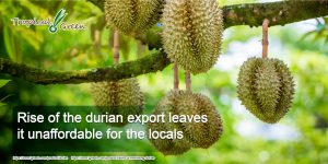 The durian fruit is known for its spiky skin and its sharp pungent smell. Each durian tree can produce up to 100 pieces and can last up to 20 years.