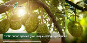 Exotic durian species give unique eating experiences